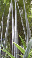 Bambusseraie